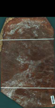 Amboina radacina, 5,1840