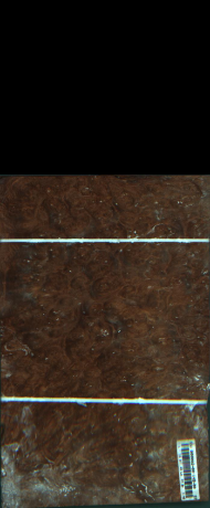 Agana s pegami, 1,9008