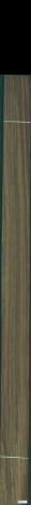 Stejar de mlastina, 15,5520