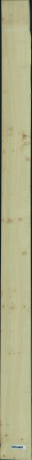 javor rýglový, 18,1440