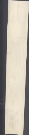 javor rýglový, 24,1680
