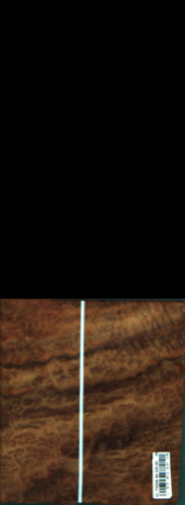 Cynamonowiec kamforowy, 2,5600
