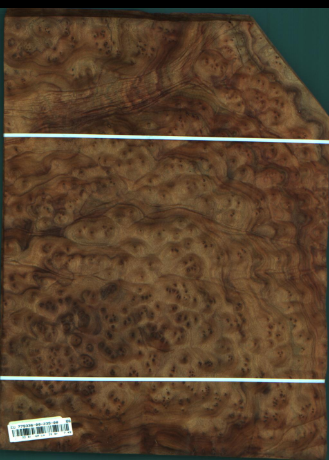 Cynamonowiec kamforowy, 7,4880