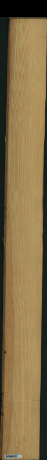 Pinus Echinata, 18,1440