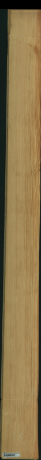 borovice karolina, 15,8400