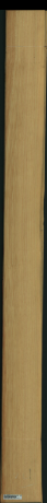 borovice karolina, 16,7200