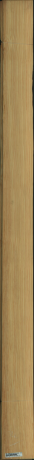 borovice karolina, 15,2320