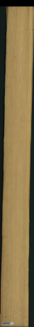 borovice karolina, 18,4800