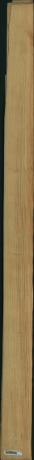 borovice karolina, 8,9600