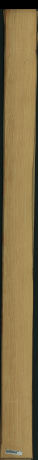 borovice karolina, 14,9600