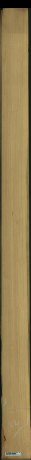 borovice karolina, 14,1600