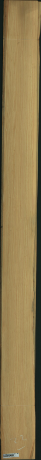 borovice karolina, 19,2000