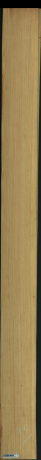 borovice karolina, 19,8240