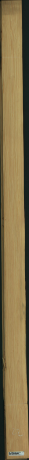 borovice karolina, 12,4800