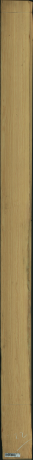 borovice karolina, 16,3200