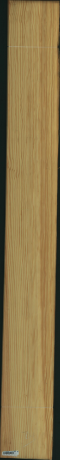 borovice karolina, 27,8400