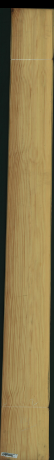borovice karolina, 23,6000
