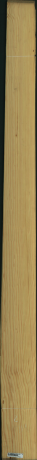 borovice karolina, 18,2400