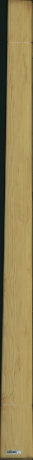 borovice karolina, 15,3600