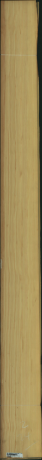 borovice karolina, 21,1200