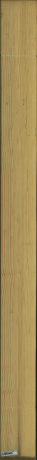 borovice karolina, 20,1600