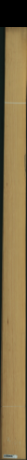 borovice karolina, 16,8960