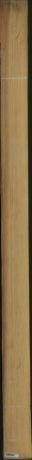 borovice karolina, 21,2800