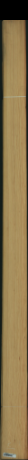 borovice karolina, 18,2240