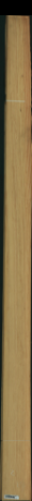 borovice karolina, 18,4960