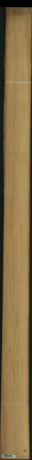 borovice karolina, 19,8720