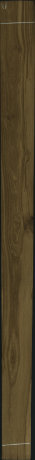 Дъб с чепове антик, 19,1232