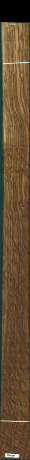 Stejar brun englezesc, 16,5920