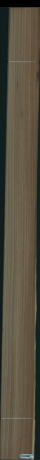 Eukaliptus, 21,8400