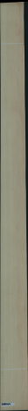 Americki javor, 17,1904