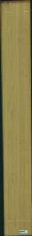 Chlorophora Excelsa, 29,1840