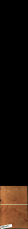 Мадрона коренище, 1,7136
