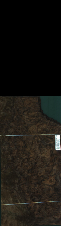 Orech korenica, 5,7816