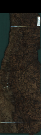 Orech korenica, 8,2800