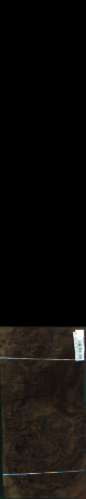 Orech korenica, 2,8152