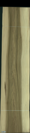 Populus Balsamifera, 41,7720