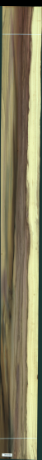 Arbore lalea, 27,1440