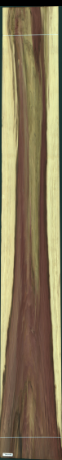 Дърво лале, 41,1840
