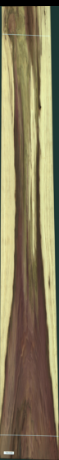 Liriodendron Tulipifera, 37,4400