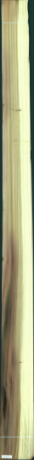 Liriodendron Tulipifera, 20,0640