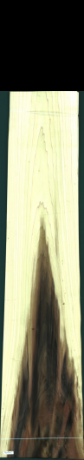 Liriodendron Tulipifera, 38,7960