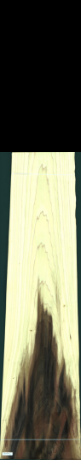 toulipie - lilie, 31,8240
