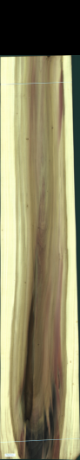Liriodendron Tulipifera, 43,4160