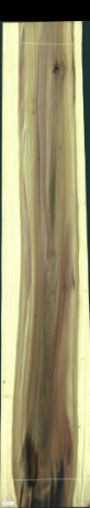 Liriodendron Tulipifera, 50,8080