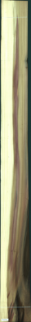 Liriodendron Tulipifera, 26,4480