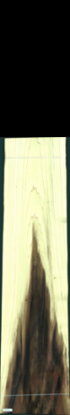 Liriodendron Tulipifera, 31,8240
